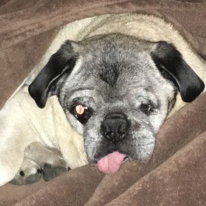 Meet your Posher, Rudy n